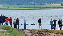 People watching Long-finned pilot whale (Globicephala melas) passing Chanonry Point. Highlands, Scotland. August 2017. A large pod entered the inner Moray Firth where one animal stranded and died. The...