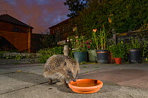 European hedgehog (Erinaceus europaeus) drinking from bowl in urban garden, Manchester, UK. July.