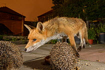 European hedgehog (Erinaceus europaeus) and red fox (Vulpes vulpes) in urban garden, Manchester, UK. July.
