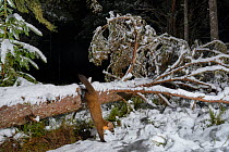 Pine marten (Martes martes) climbing onto snow covered fallen tree, Black Isle, Scotland, UK. February. Photographed by camera trap.