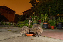 European hedgehog (Erinaceus europaeus) feeding from bowl in urban garden, Manchester, UK. July.