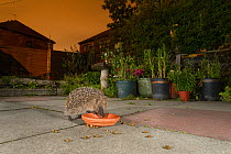 European hedgehog (Erinaceus europaeus) feeding from bowl in urban garden, Manchester, UK. July