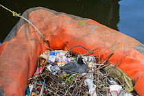 Coot (Fulica atra) nesting in old inflatable boat on canal. Amsterdam. Netherlands, April.
