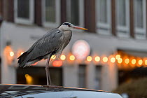 Grey Heron ( Ardea cinerea) profile in urban environment, Amsterdam, Netherlands. April 2017