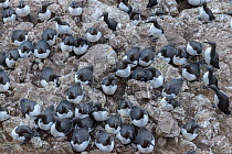 Common murre / guillemots (Uria aalge) in nest colony on Langanes peninsula, northeast Iceland. May.