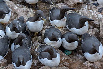 Common murre or common guillemot (Uria aalge). Langanes peninsula, northeast Iceland. May.