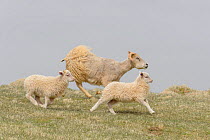 Ewe and lambs, Langanes peninsula, northeast Iceland. May.