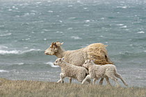 Ewe with lambs along coast of Langanes peninsula, northeast Iceland. May.