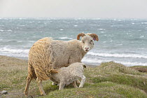 Ewe suckling lamb along coast of Langanes peninsula, northeast Iceland. May.