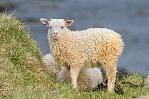 Lambs, Langanes peninsula, northeast Iceland. May.
