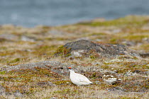 Ptarmigan (Lagopus muta) male Langanes peninsula, northeast Iceland. May.