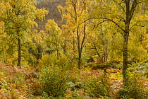 Birch trees (Betula pendula), Glen Affric, Highlands, Scotland. October 2017