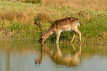 Fallow deer (Dama dama) drinking at water channel through dunes, Netherlands.