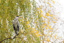 Grey Heron ( Ardea cinerea) perched, Amsterdam, Netherlands. April.
