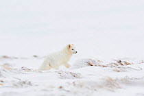 Arctic fox (Vulpes lagopus) white colour morph. Hornstrandir Nature Reserve, Iceland. March
