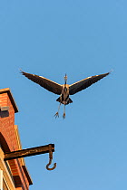 Grey Heron ( Ardea cinerea) flying in city, Amsterdam, Netherlands. April.