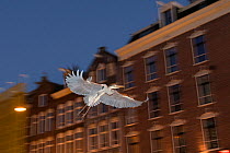 Grey heron ( Ardea cinerea) flying at night, Amsterdam, Netherlands. April.