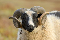 Ram with curling horns head portrait, Northeast Iceland May.