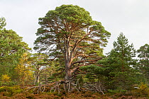 Scots Pine (Pinus sylvestris), ancient tree with large fallen branch, Cairngorms National Park, Scotland, UK, October.
