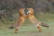 Red foxes (Vulpes vulpes) play fighting in sand dunes. Netherlands. November.