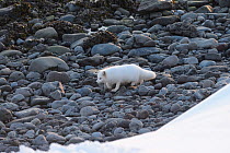 Arctic fox (Vulpes lagopus). White colour morph. Hornstrandir Nature Reserve, Iceland. March