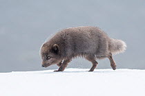 Arctic fox (Vulpes lagopus). Blue colour morph. Hornstrandir Nature Reserve, Iceland. March