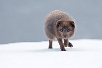 Arctic fox (Vulpes lagopus). Blue colour morph. Hornstrandir Nature Reserve, Iceland. March