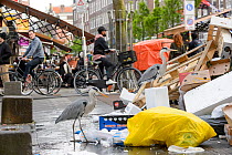 Grey heron ( Ardea cinerea) scavenging fish. Herons congregate around the fish stalls as city markets are closing, picking up scraps of food. Amsterdam, Netherlands. April.