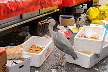 Grey heron ( Ardea cinerea) scavenging fish. Herons congregate around the fish stalls as city markets are closing, picking up scraps of food. Amsterdam, Netherlands. April.