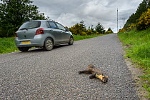 Pine marten (Martes martes), adult male killed on road. Black Isle, Scotland, UK. June 2017.