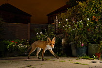 Red fox (Vulpes vulpes), in urban garden, Manchester, UK. July