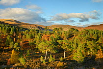 Birch (Betula pendula) and Scots Pine (Pinus sylvestris) forest around Loch Beinn a&#39; Mheadhoin , Glen Affric, Highlands, Scotland. October 2017