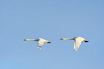 Whooper swan (Cygnus cygnus) two in flight, Hornstrandir, Iceland, March.