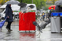 Grey Heron ( Ardea cinerea). Amsterdam, Netherlands. April. Heron congregate around the fish stalls as city markets are closing, picking up scraps of food.