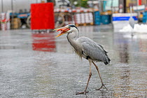Grey heron ( Ardea cinerea) scavenging fish, Herons congregate around the fish stalls as city markets are closing, picking up scraps of food. Amsterdam, Netherlands. April.