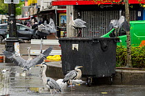 Grey herons ( Ardea cinerea) scavenging from bin. Herons congregate around the fish stalls as city markets are closing, picking up scraps of food. Amsterdam, Netherlands. April.