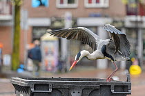 Grey heron ( Ardea cinerea) flying to bin. Herons congregate around the fish stalls as city markets are closing, picking up scraps of food. Amsterdam, Netherlands. April.