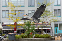 Grey Heron ( Ardea cinerea) flying near fish stalls as city markets are closing, to pick up scraps of food. Amsterdam, Netherlands. April.