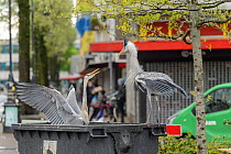 Grey Heron ( Ardea cinerea) congregating around the fish stalls as city markets are closing, picking up scraps of food. Amsterdam, Netherlands. April.