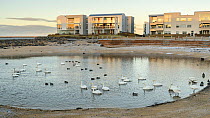 Whooper swans (Cygnus cygnus) on a man-made lake next to an apartment complex. Gardabaer, Reykjavik, Iceland.