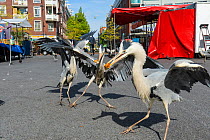 Grey Herons ( Ardea cinerea) congregating around the fish stalls as city markets are closing, picking up scraps of food. Amsterdam, Netherlands. April.