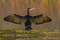 Cormorant (Phalacrocorax carbo) drying wings, Reddish Vale Country Park, Greater Manchester, UK. December.