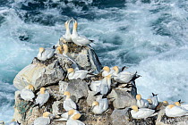 RF - Gannet (Morus bassanus) nesting colony on Skoruvikurbjarg cliffs above rough sea, Northeast Iceland. May. (This image may be licensed either as rights managed or royalty free.)