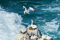 RF - Gannet (Morus bassanus) flying to nest site on Skoruvikurbjarg cliffs above rough sea, Northeast Iceland. May (This image may be licensed either as rights managed or royalty free.)