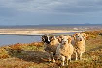 RF -Three sheep, rams with curly horns, on the coast of Northeast Iceland, May. (This image may be licensed either as rights managed or royalty free.)