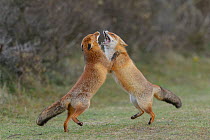 RF - Two Red foxes (Vulpes vulpes) on hind legs play fighting, Netherlands. (This image may be licensed either as rights managed or royalty free.)