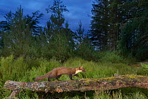 Pine marten (Martes martes) walking along falled tree trunk on the Black Isle, Scotland, UK. June 2017. Photographed by camera trap.
