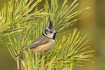 RF - Crested tit (Lophophanes cristatus) perched in pine tree on the Black Isle, Scotland. February (This image may be licensed either as rights managed or royalty free.)