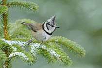 RF - Crested tit (Lophophanes cristatus) perched on snowy branch, Black Isle, Scotland. February (This image may be licensed either as rights managed or royalty free.)