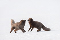 RF - Arctic foxes (Vulpes lagopus) interacting Blue colour morph. Hornstrandir Nature Reserve, Iceland. March. (This image may be licensed either as rights managed or royalty free.)